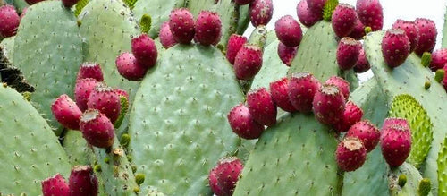Why I LOVE Prickly Pear Oil